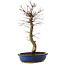 Acer palmatum Deshojo, 48 cm, ± 15 anni, con nebari di 9 cm