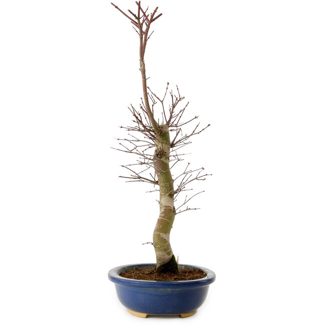 Acer palmatum Deshojo, 48 cm, ± 15 Jahre alt, mit einem Wurzelhals von 9 cm