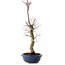 Acer palmatum Deshojo, 48 cm, ± 15 años, con un nebari de 9 cm
