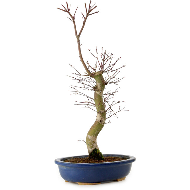 Acer palmatum Deshojo, 48 cm, ± 15 jaar oud, met een nebari van 9 cm