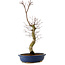 Acer palmatum Deshojo, 48 cm, ± 15 ans, avec un nebari de 9 cm