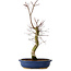 Acer palmatum Deshojo, 48 cm, ± 15 ans, avec un nebari de 9 cm
