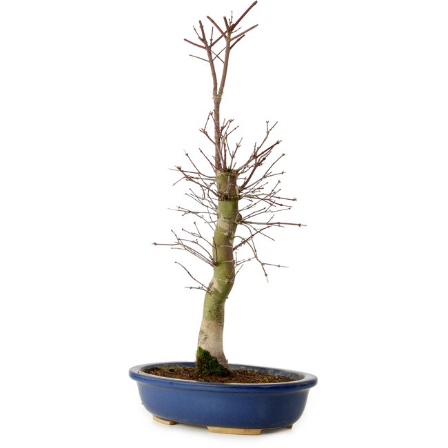 Acer palmatum Deshojo, 48 cm, ± 15 jaar oud, met een nebari van 9 cm