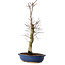 Acer palmatum Deshojo, 48 cm, ± 15 ans, avec un nebari de 9 cm
