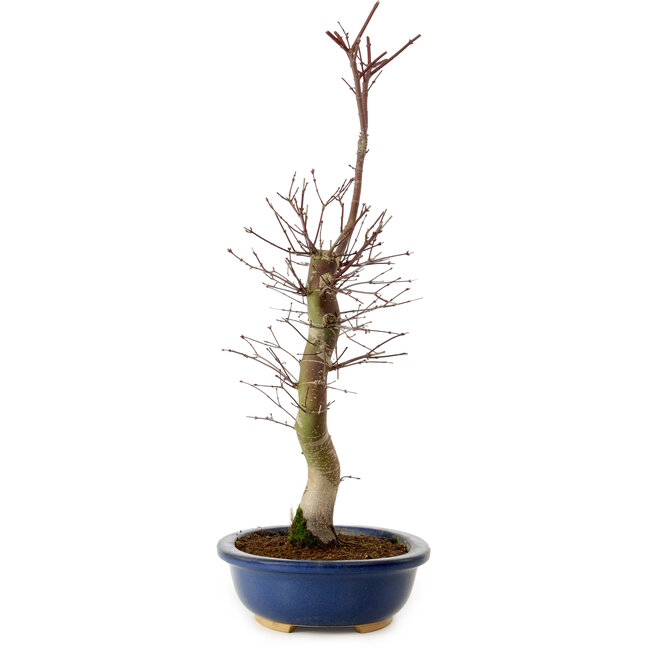Acer palmatum Deshojo, 48 cm, ± 15 years old, with a nebari of 9 cm