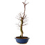 Acer palmatum Deshojo, 48 cm, ± 15 anni, con nebari di 9 cm