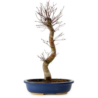 Acer palmatum Deshojo, 48 cm, ± 15 Jahre alt