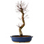 Acer palmatum Deshojo, 48 cm, ± 15 years old, with a nebari of 9 cm
