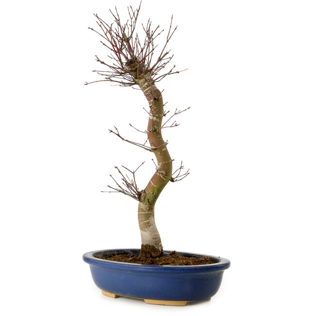 Acer palmatum Deshojo, 48 cm, ± 15 jaar oud, met een nebari van 9 cm