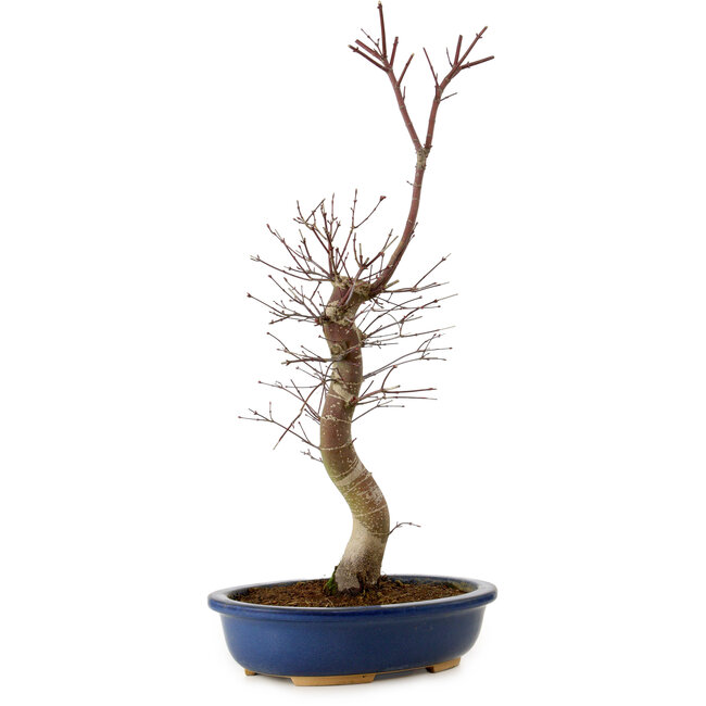 Acer palmatum Deshojo, 48 cm, ± 15 años, con un nebari de 9 cm