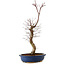 Acer palmatum Deshojo, 48 cm, ± 15 Jahre alt, mit einem Wurzelhals von 9 cm