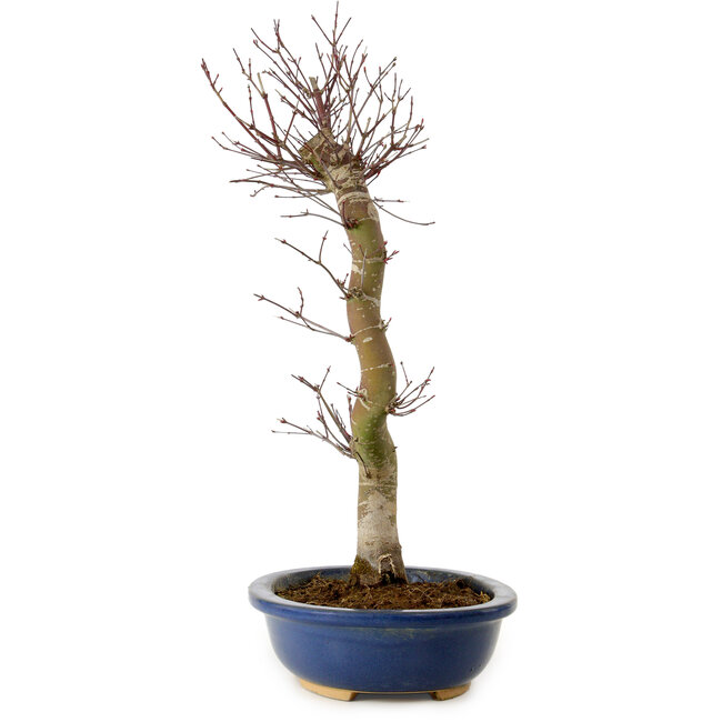 Acer palmatum Deshojo, 48 cm, ± 15 jaar oud, met een nebari van 9 cm