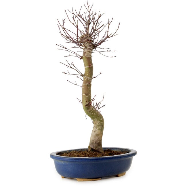 Acer palmatum Deshojo, 48 cm, ± 15 ans, avec un nebari de 9 cm