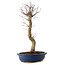 Acer palmatum Deshojo, 48 cm, ± 15 años, con un nebari de 9 cm