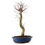 Acer palmatum Deshojo, 48 cm, ± 15 ans, avec un nebari de 9 cm