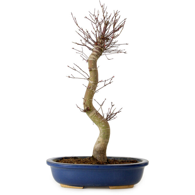 Acer palmatum Deshojo, 48 cm, ± 15 jaar oud, met een nebari van 9 cm