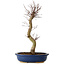 Acer palmatum Deshojo, 48 cm, ± 15 jaar oud, met een nebari van 9 cm