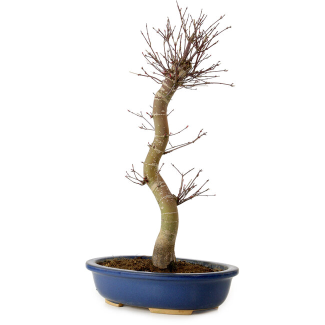 Acer palmatum Deshojo, 48 cm, ± 15 jaar oud, met een nebari van 9 cm