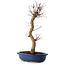 Acer palmatum Deshojo, 48 cm, ± 15 anni, con nebari di 9 cm