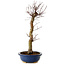Acer palmatum Deshojo, 48 cm, ± 15 Jahre alt, mit einem Wurzelhals von 9 cm
