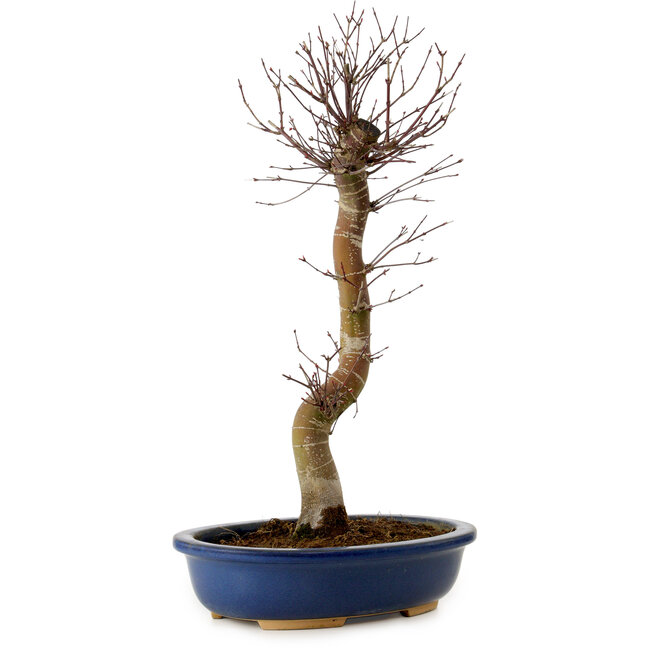 Acer palmatum Deshojo, 48 cm, ± 15 años, con un nebari de 9 cm