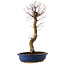 Acer palmatum Deshojo, 48 cm, ± 15 Jahre alt, mit einem Wurzelhals von 9 cm