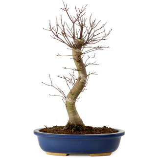 Acer palmatum Deshojo, 48 cm, ± 15 ans
