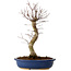 Acer palmatum Deshojo, 48 cm, ± 15 Jahre alt, mit einem Wurzelhals von 9 cm