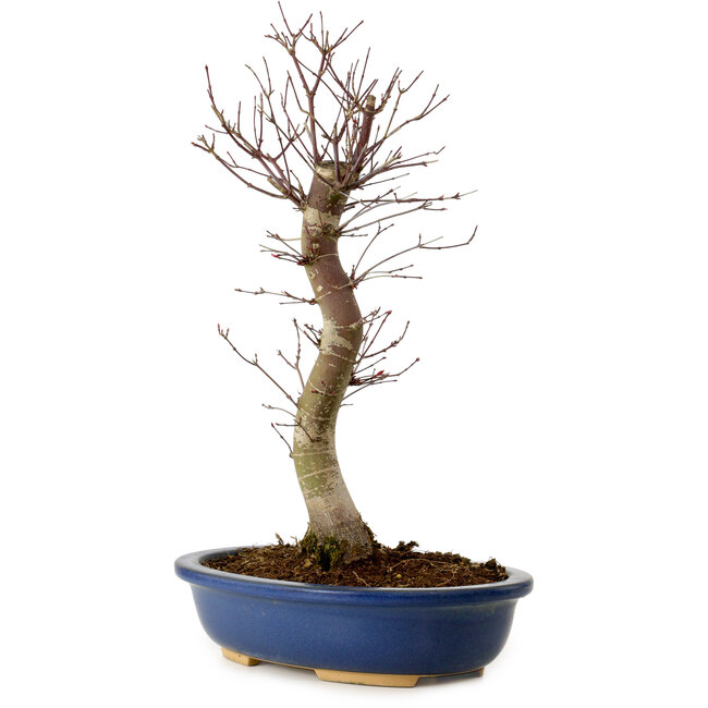 Acer palmatum Deshojo, 48 cm, ± 15 anni, con nebari di 9 cm