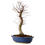 Acer palmatum Deshojo, 48 cm, ± 15 ans, avec un nebari de 9 cm
