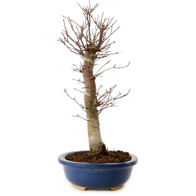 Acer palmatum Deshojo, 48 cm, ± 15 jaar oud, met een nebari van 9 cm