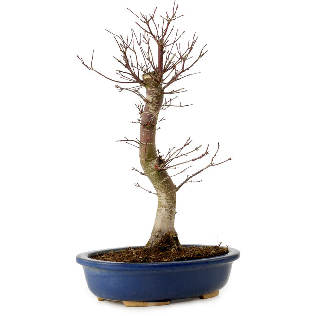 Acer palmatum Deshojo, 48 cm, ± 15 years old, with a nebari of 9 cm
