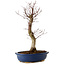 Acer palmatum Deshojo, 48 cm, ± 15 jaar oud, met een nebari van 9 cm
