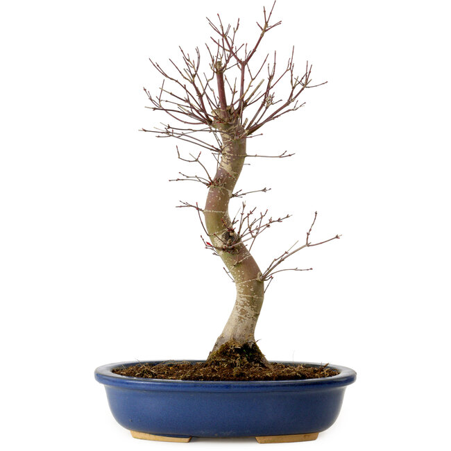 Acer palmatum Deshojo, 48 cm, ± 15 ans, avec un nebari de 9 cm