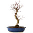 Acer palmatum Deshojo, 48 cm, ± 15 years old, with a nebari of 9 cm