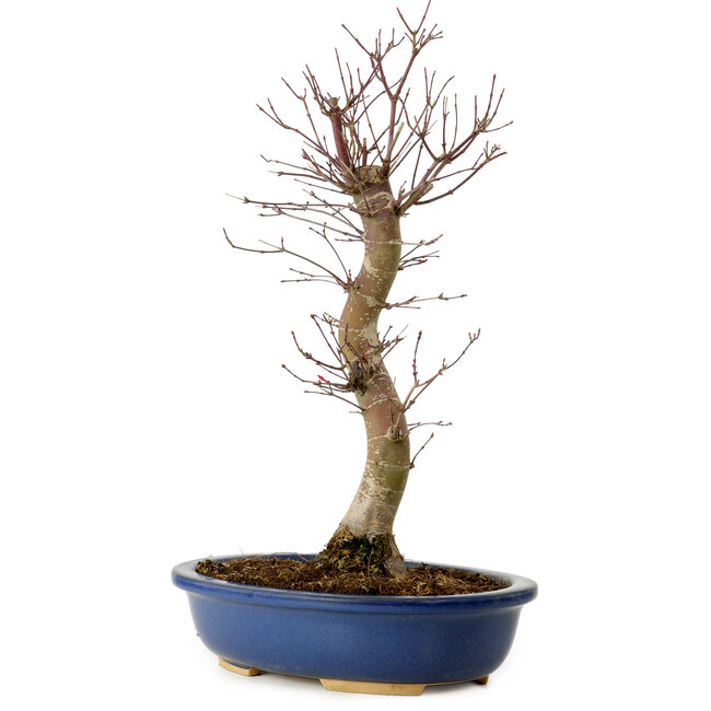 Acer palmatum Deshojo, 48 cm, ± 15 years old, with a nebari of 9 cm
