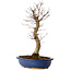 Acer palmatum Deshojo, 48 cm, ± 15 Jahre alt, mit einem Wurzelhals von 9 cm