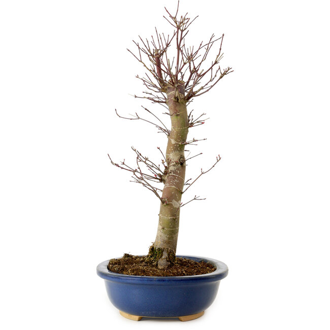 Acer palmatum Deshojo, 48 cm, ± 15 ans, avec un nebari de 9 cm