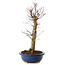 Acer palmatum Deshojo, 48 cm, ± 15 jaar oud, met een nebari van 9 cm