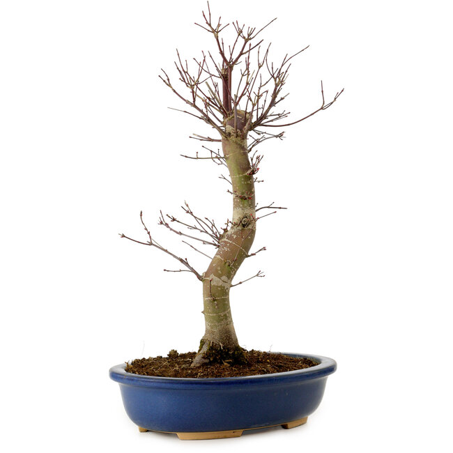 Acer palmatum Deshojo, 48 cm, ± 15 years old, with a nebari of 9 cm