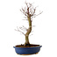 Acer palmatum Deshojo, 48 cm, ± 15 anni, con nebari di 9 cm