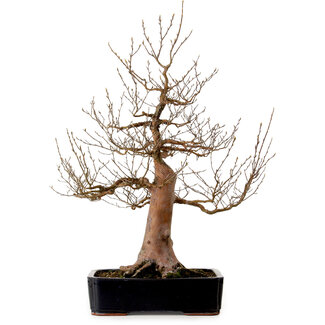 Stewartia monadelpha, 78 cm, ± 25 anni