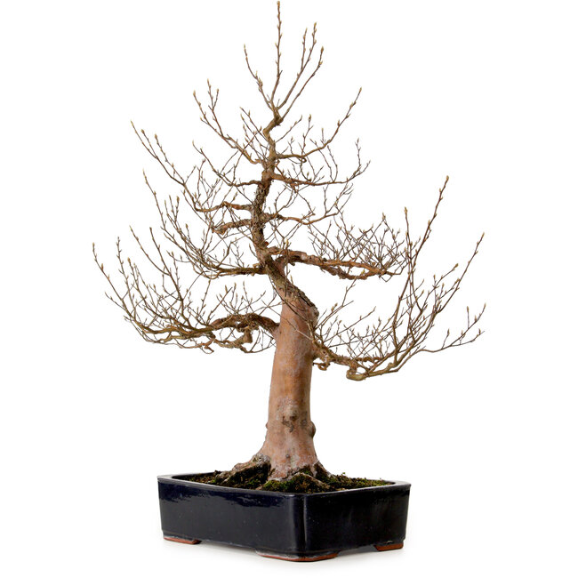 Stewartia monadelpha, 78 cm, ± 25 años de edad, con un nebari de 24 cm.