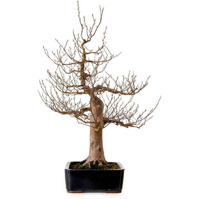 Stewartia monadelpha, 78 cm, ± 25 años de edad, con un nebari de 24 cm.