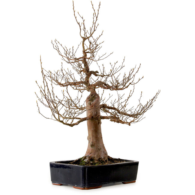 Stewartia monadelpha, 78 cm, ± 25 anni, con nebari di 24 cm