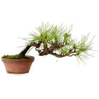 Pinus densiflora, 11 cm, ± 15 years old