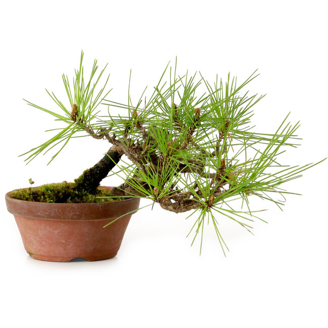 Pinus densiflora, 11 cm, ± 15 años de edad