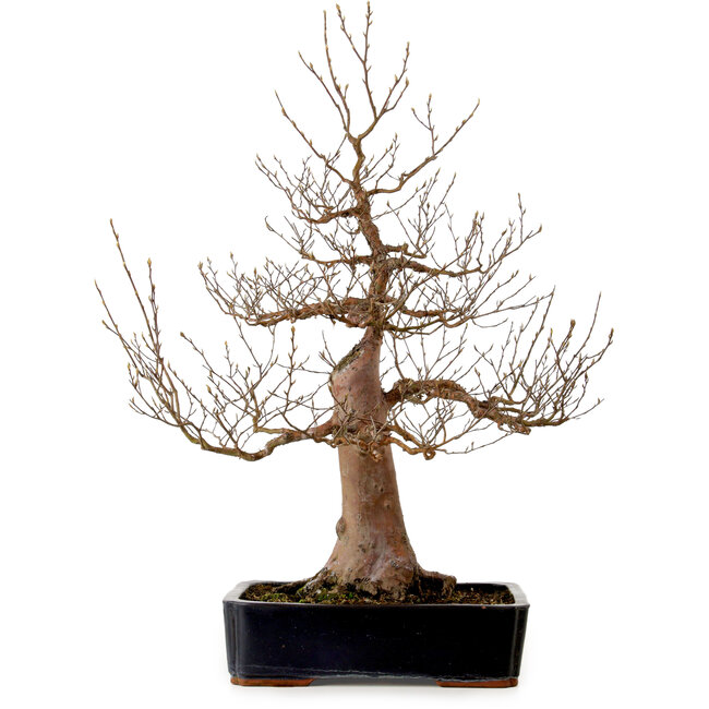 Stewartia monadelpha, 78 cm, ± 25 ans, avec un nebari de 24 cm