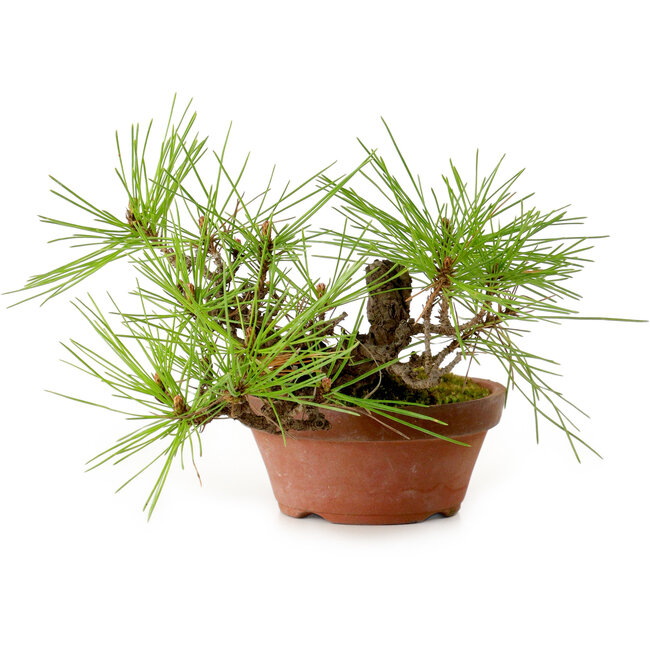 Pinus densiflora, 11 cm, ± 15 años de edad