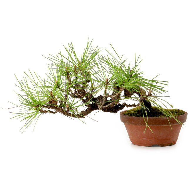 Pinus densiflora, 11 cm, ± 15 ans